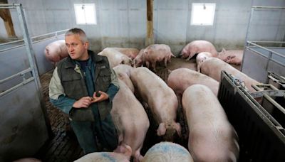 China autoriza importaciones de piensos proteínicos y vísceras de origen porcino procedentes de Francia