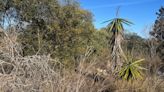 Actuarán contra siete especies exóticas invasoras de flora en el interior del Parque Regional de Calblanque