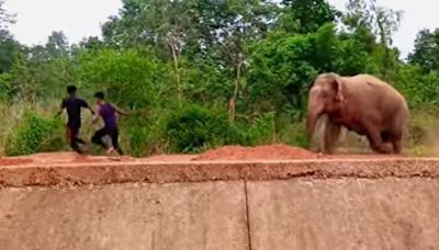 Wild elephants teased in Bengal to provoke a chase for YouTube views