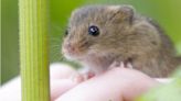 Perivale Wood: Harvest mice reintroduced after 45 years