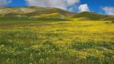 California’s superbloom is starting to fade. Here’s where you can still find wildflowers