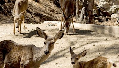 Plans to use sharpshooters from copters to kill Catalina Island deer are dropped