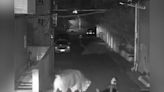 Escaped bull charges at man on his way home from work in China