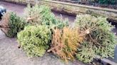 Looking to get rid of your Christmas tree? Here is how you can do it and save the environment