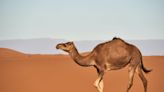 Residents shocked as woman walks camel through London street