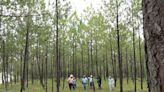 Alianza indígena convierte una zona árida en un bosque de 20 millones de árboles en México
