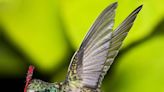 Arizona is hummingbird heaven. Here's how to attract them and why we have so many