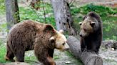 Romanian lawmakers called back from recess to address bear attacks