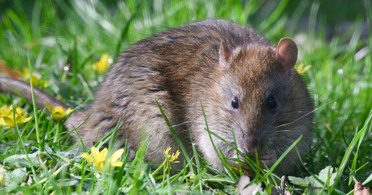 Rats will not enter your garden if you grow three plants