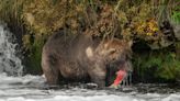 Big, bodacious and breathtaking: Fat Bear Week celebrates the brown titans of Alaska