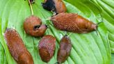 Why it’s been a bumper year for slugs, snails and other garden pests