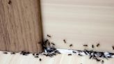 Which smells do ants hate? Add these to your home and garden to keep them away