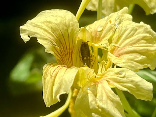 The heat has affected my garden for good (tall tomatoes) and bad (tick alert)