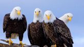 US officials still seek information 1 year after 4 bald eagles found shot dead