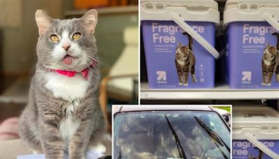 Streets to the catwalk: Kitty rescued from brink of death now a Target model