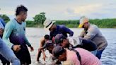 Rescatan 9 manatíes que quedaron varados en aguas del Magdalena Medio