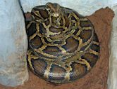 Burmese python