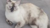 Una familia busca a su gato desaparecido en Arrecife