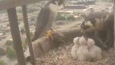 Three peregrine falcons hatch in Nebraska Capitol Building’s nest box