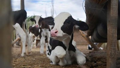 Dinamarca busca cobrar un impuesto por “flatulencias de vacas y cerdos” para cuidar el ambiente | Mundo