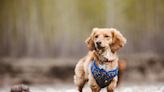 Dachshund Tests Popular Miniature Tent That Helps Fur Babies Stay Safe While Camping