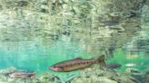 櫻花鉤吻鮭復育28年有成 野外數量達1.5萬尾創新高