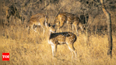 Forest department augmenting prey base with translocation so sanctuary can sustain lions | Ahmedabad News - Times of India