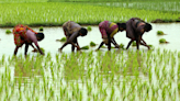 Kharif sowing up 3.5% on year; area under pulses grows 22%