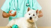 It’s come to this: The anti-vax movement is now after your dog