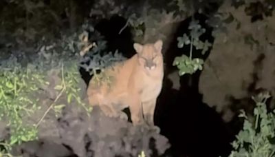 Big Cat Fever Returns To L.A. As Mountain Lion Possibly Spotted In Hollywood Hills