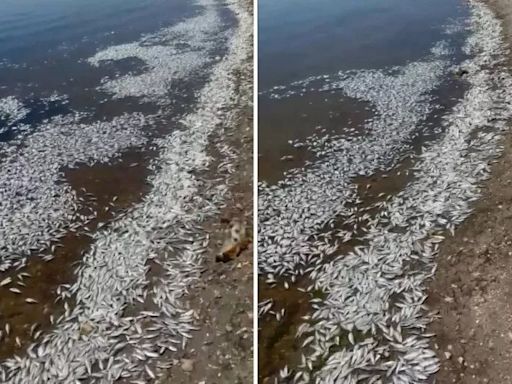 California lake closed to visitors after fish die. Cause still a mystery