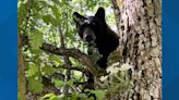 Black bear roams Lakewood neighborhood, prompts brief school lockdown