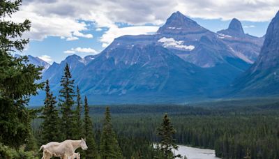 Glacier National Park Hikers Treated to Sweetest Encounter with Mama Mountain Goat and Baby