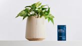 Company develops bioengineered plants to address indoor air pollution crisis: 'Sets a new benchmark for sustainable living spaces'