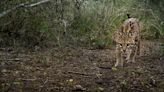 Are there more ocelots in Texas than estimated? What to know about the endangered cats