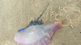 Warnings as ‘fearsome predator’ Portuguese Man O’War spotted on UK coast