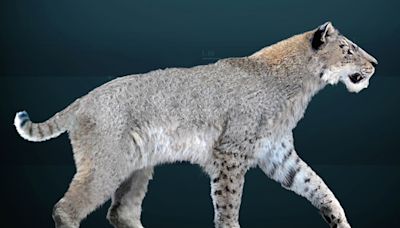 Saber-toothed cat once roamed Texas coast
