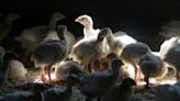 Fewer chickens, turkeys being lost to bird flu, holding down prices
