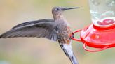 Descubren la especie de colibrí más grande del mundo - Diario Hoy En la noticia