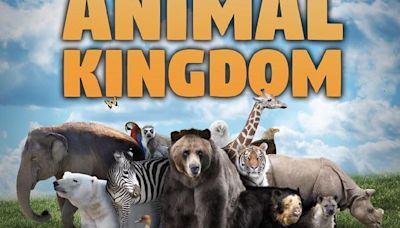 Animal Kingdom