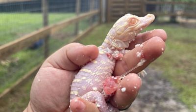 Look: Albino alligator hatches at Florida safari park