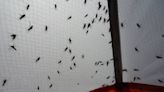 Alaska Science Forum: Insects of Alaska forest humming along | Juneau Empire