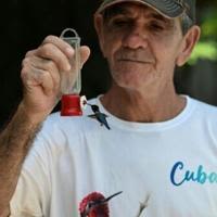 Bernabe Hernandez feeds one of the bee hummingbirds that frequent his garden in Cuba