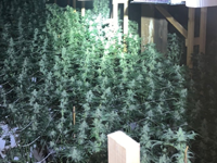 Police found 560 pounds of marijuana growing in a Savoy home in 2020. Two men are facing trial on felony trafficking charges