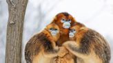 Photos of Cuddly Monkeys, Rare Cats, and More Named as Finalists in International Photo Contest