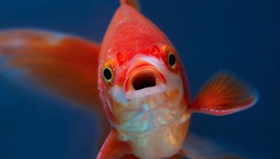 Man Under Attack for Saving Goldfish Who 'Fell Out of the Sky'