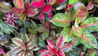 42 Aglaonema Varieties (Chinese Evergreen) to Bring Dazzling Colors Into Your Home