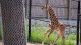 Seneca Park Zoo admission reduced to $1 for SNAP recipients