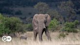 South Africa: Spanish tourist trampled by elephant herd – DW – 07/09/2024