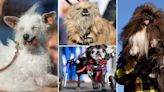 World's Ugliest Dog contest won by 8-year-old 'Wild Thang'